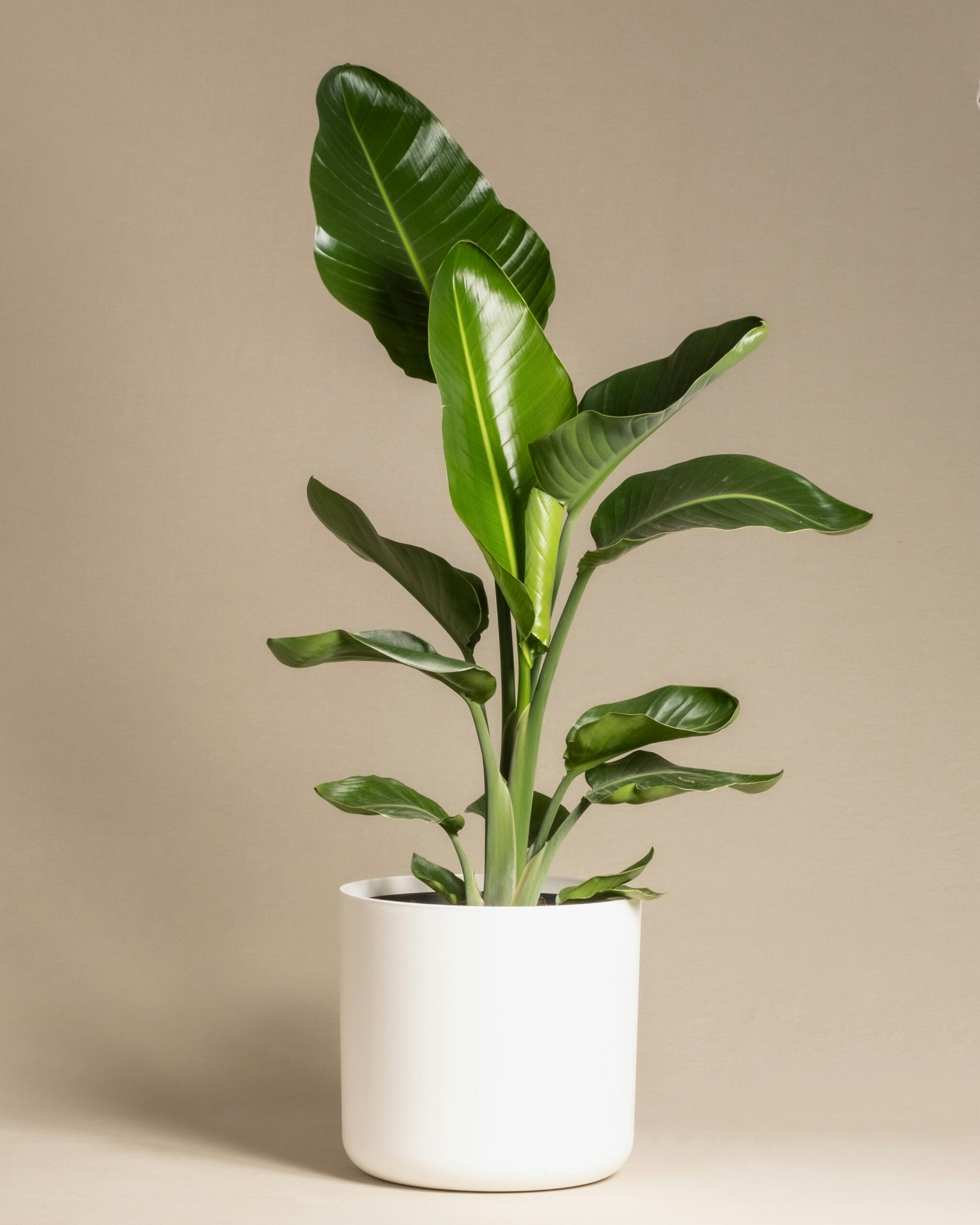 feey-_8xxBpWxR2U-unsplash (1)