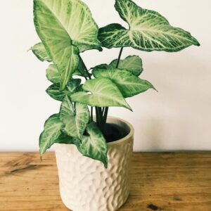 The Green Whisher , Nature's Masterpiece . The Green Revolution Rootof Life 3