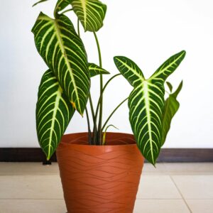 The Rhythm of Life Breathing Through Plants 4