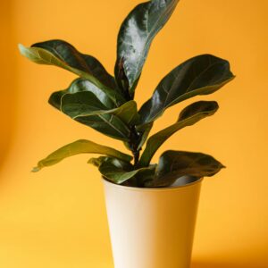 The Glory of the Garden, Plants and Flowers 2