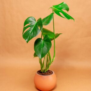 Connected to nature,a feel of freshnese